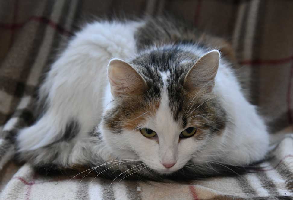 sibirisk katt Tracie