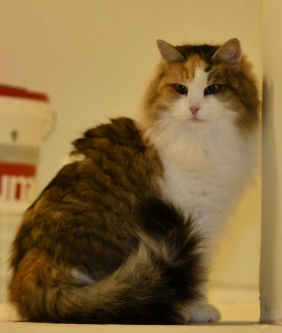 sibirisk katt Colbie