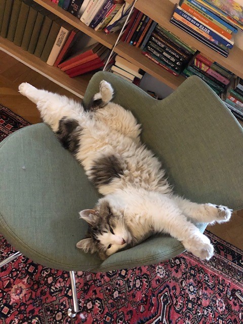 Sibirisk katt Velimir