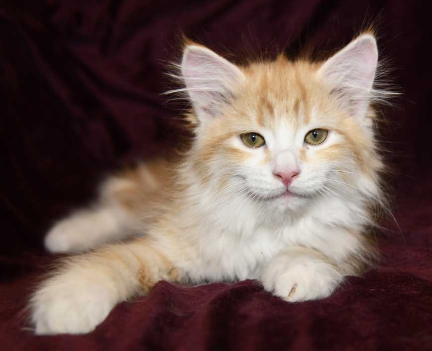 sibirisk kattunge Flynn