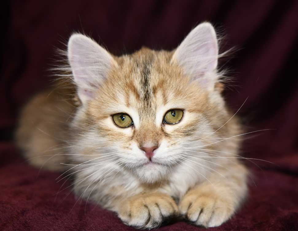 sibirisk kattunge Florentina