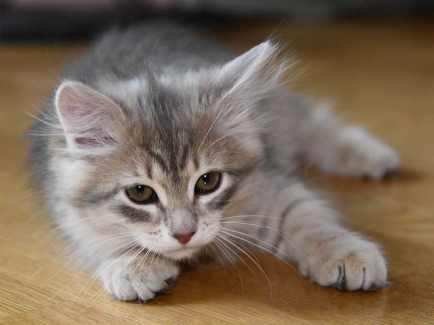sibirisk katt Fabiola