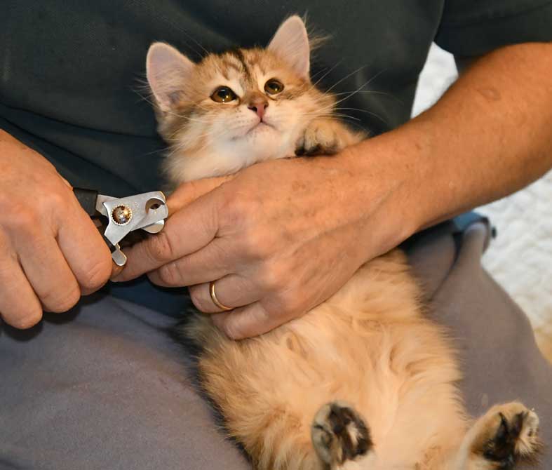 sibirisk kattunge Florentina