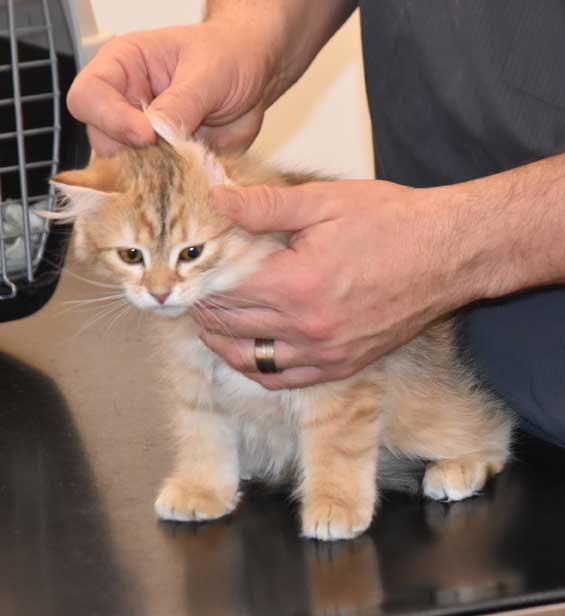 SIBIRISK KATTUNGE fLORENTINA