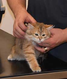 Sibirisk kattunge Florentina