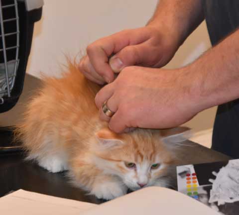 sibirisk kattunge Flynn