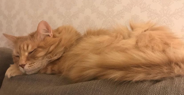 Sibirisk katt Remus
