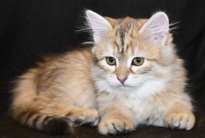 sibirisk kattunge Florentina