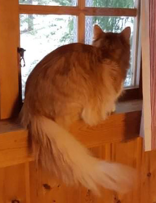 Sibirisk katt Algol