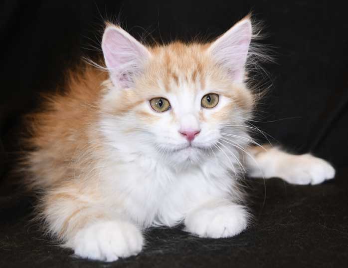 sibirisk kattunge Flynn