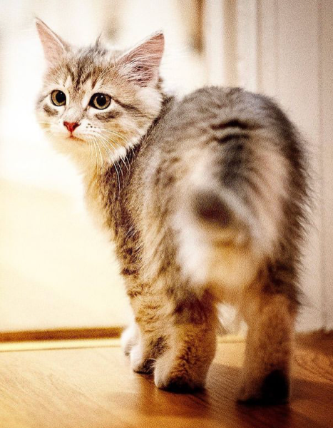 Sibirisk katt Fabiola
