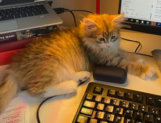 Sibirisk katt Fortuna