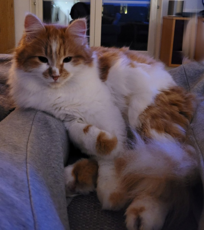 Sibirisk katt Aldermin