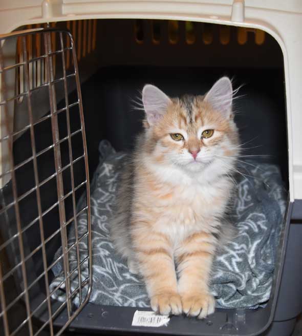 Sibirisk kattunge Florentina