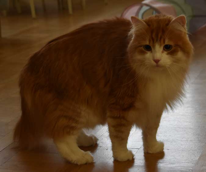Sibirisk katt Ukko