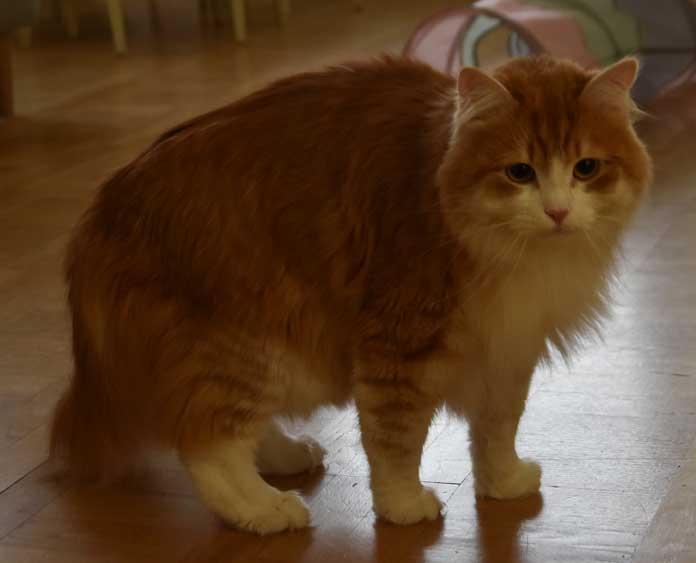 Sibirisk katt Ukko