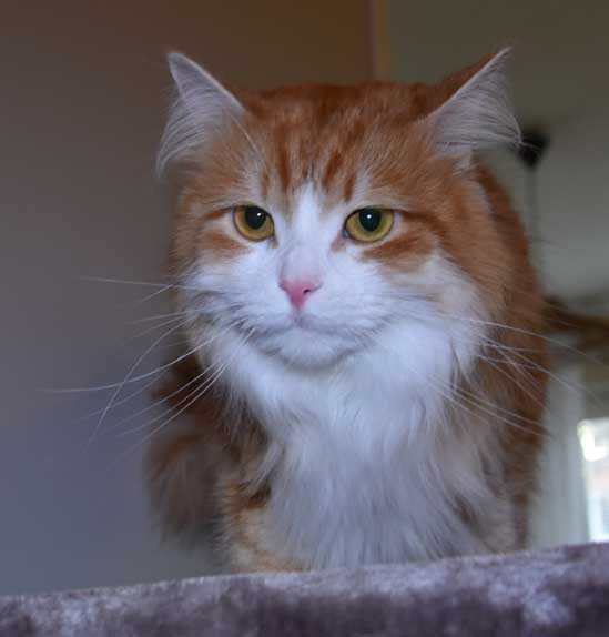 Sibirisk katt Ukko