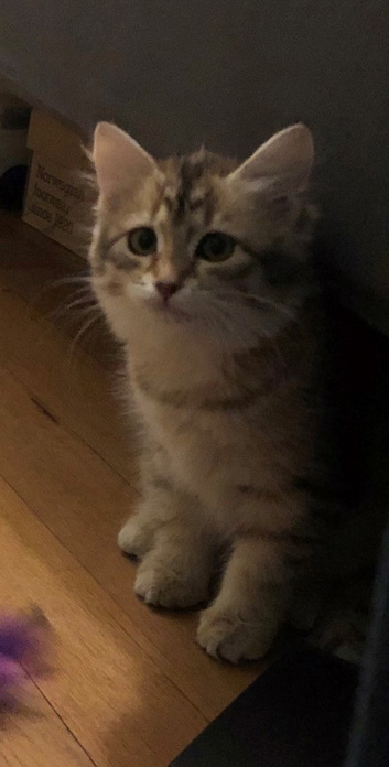 Sibirisk katt Fujita