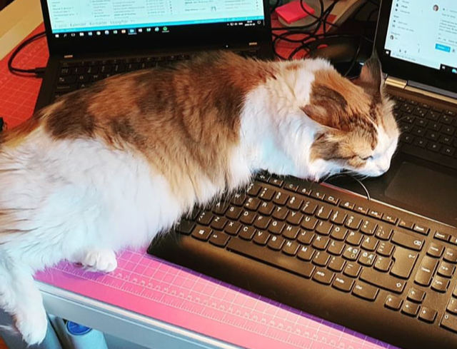 Sibirisk katt Nymphe