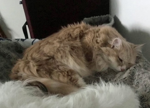 Sibirisk katt Magni
