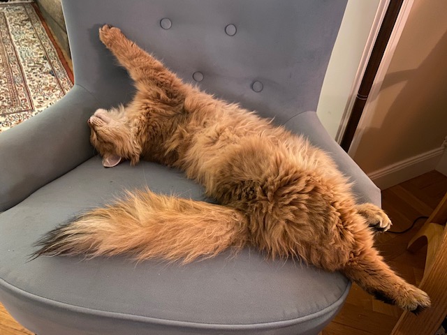 Sibirisk katt Betelgeuse