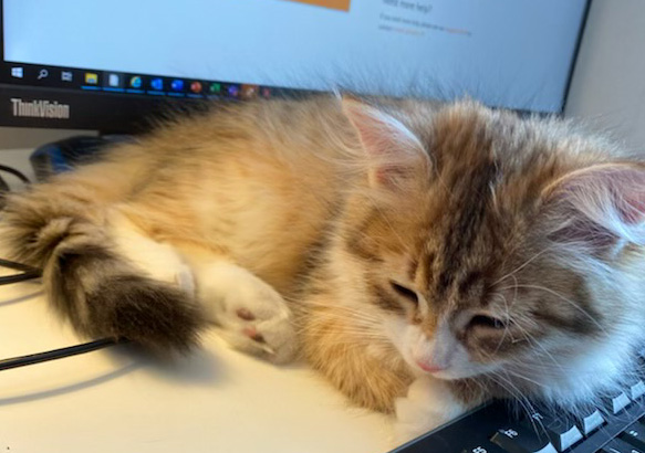Sibirisk katt Fortuna