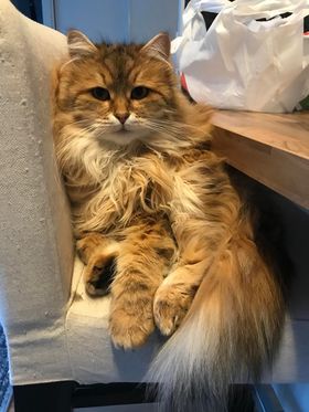 Sibirisk katt Ul