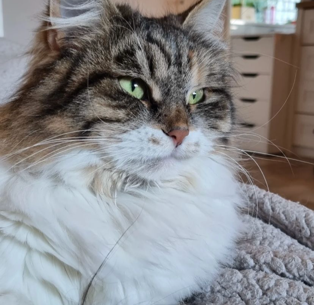 Sibirisk katt Xainza