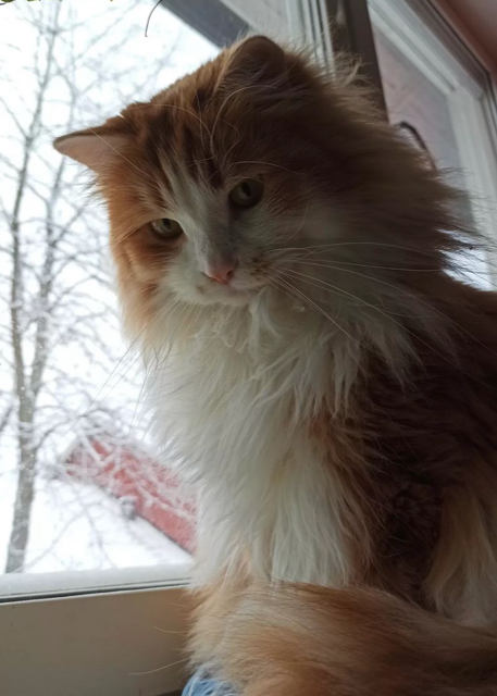 Sibirisk katt Verdi