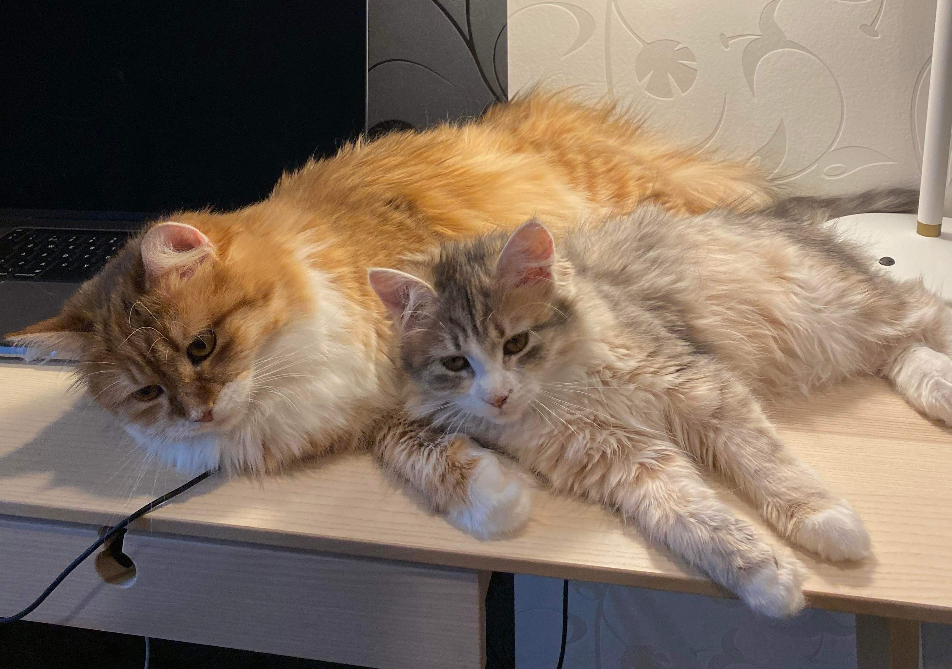 Sibirisk katt Bella o Fantasia