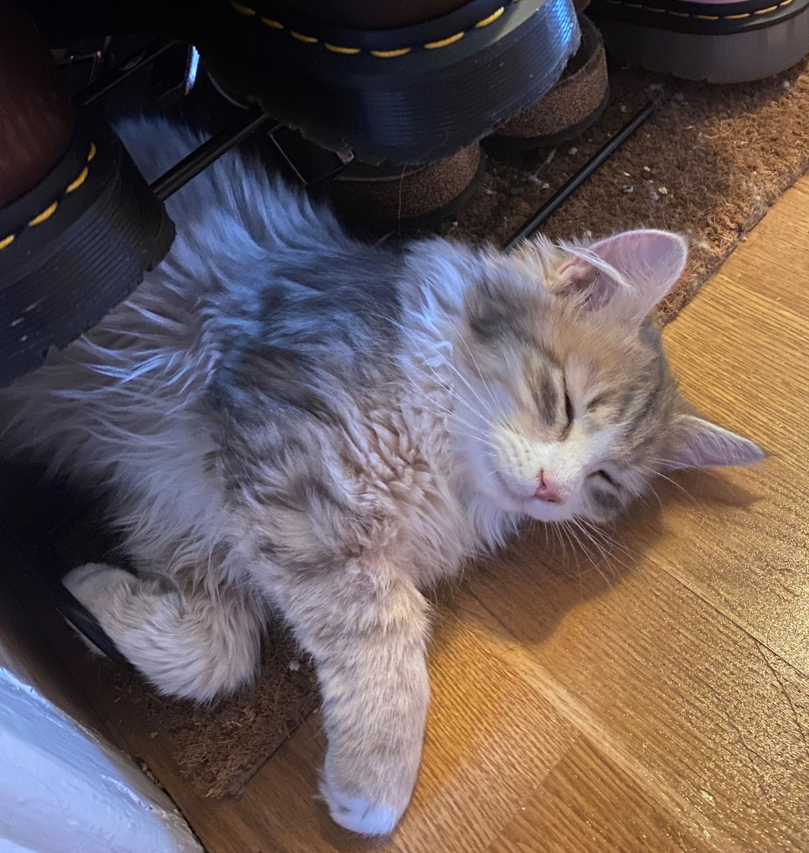 Sibirisk katt Fantasia