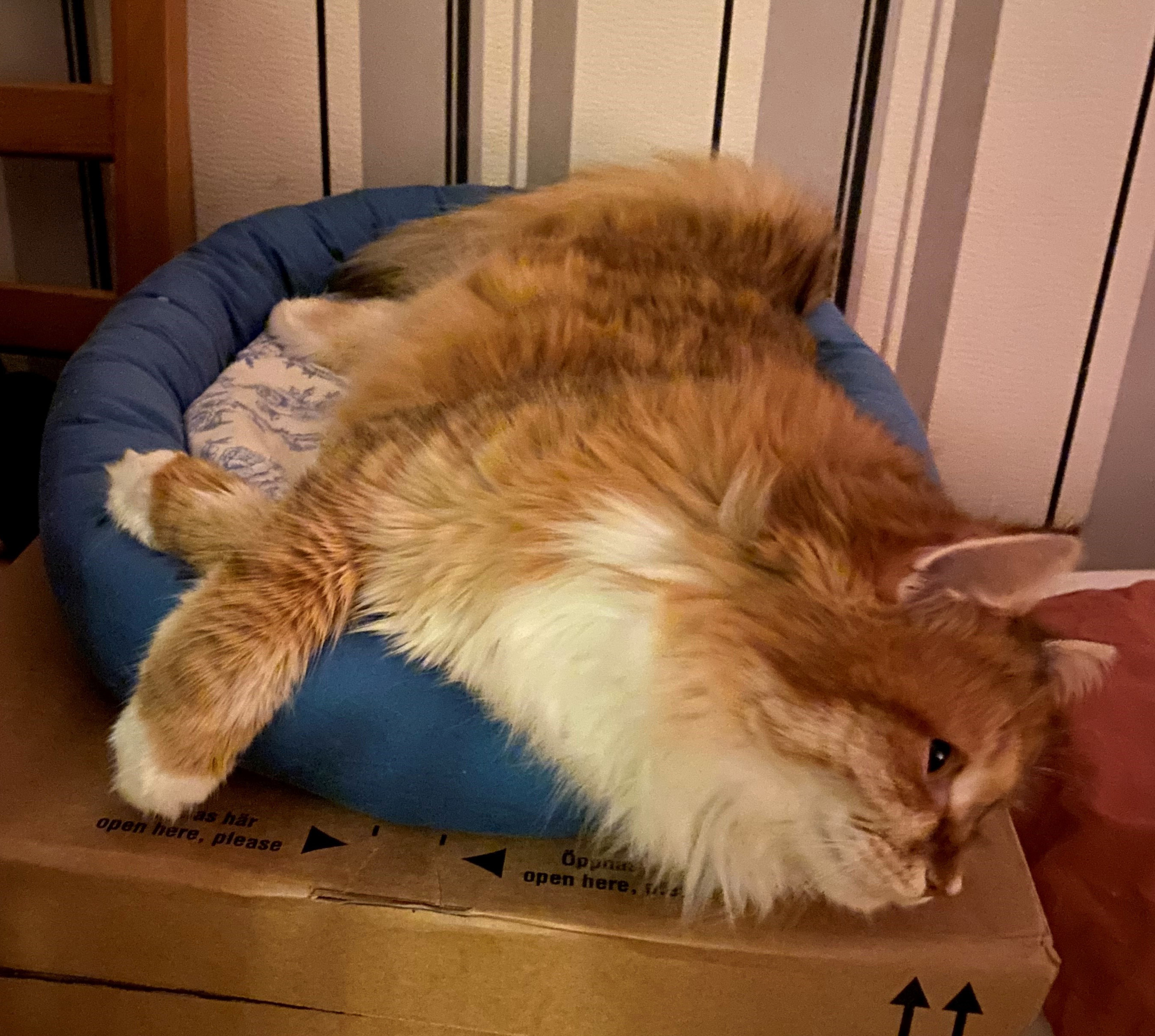 Sibirisk katt Bella