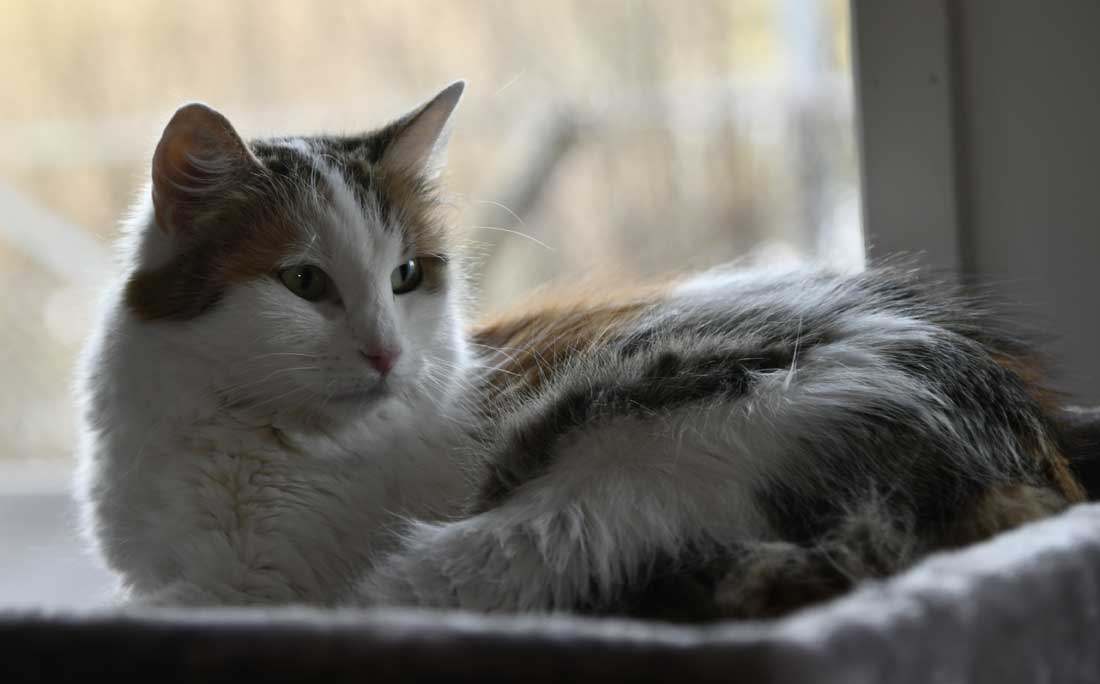 Sibirisk katt Tracie