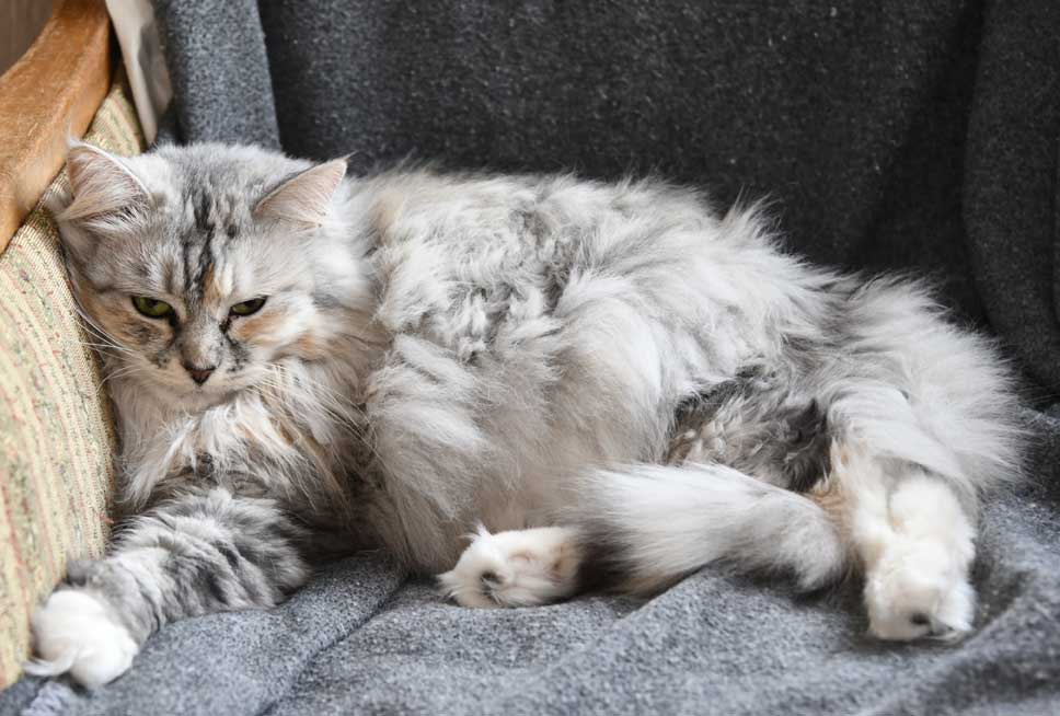sibirisk katt Zinnie
