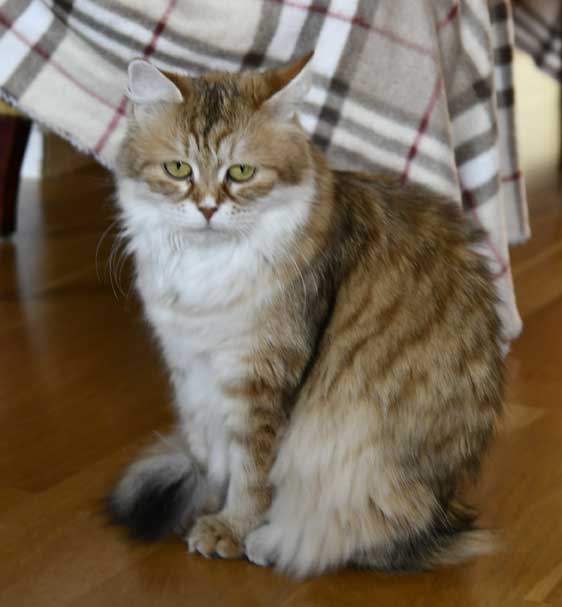 Sibirisk katt Uni