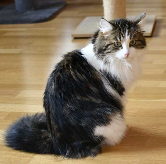 Sibirisk katt Vickie