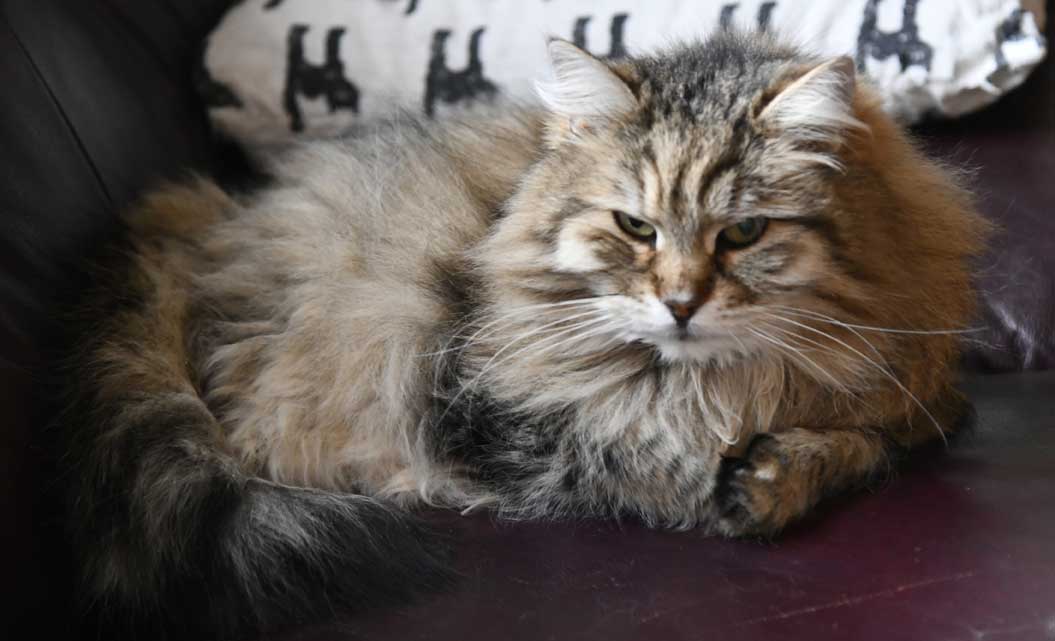 Sibirisk katt Gabbie