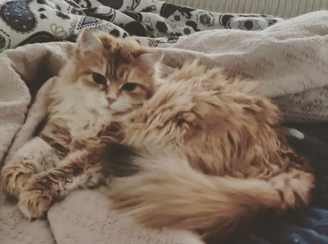 Sibirisk katt Marilyn