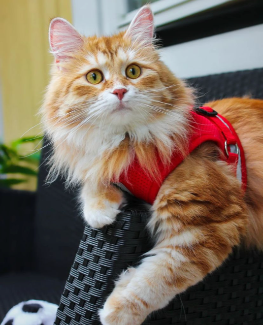 Sibirisk katt Yazhi