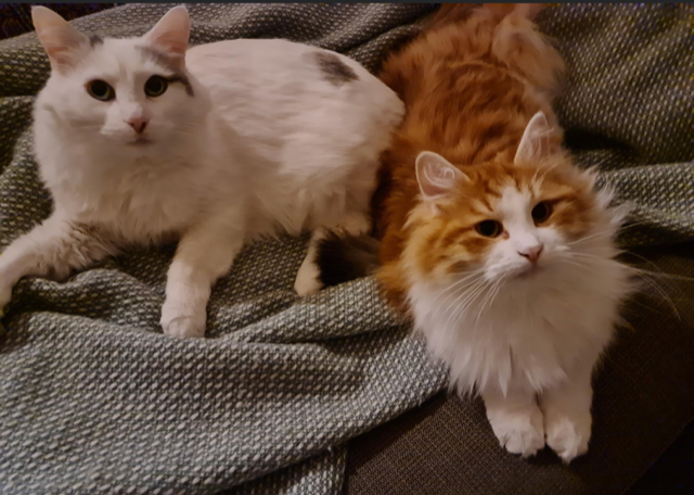 Sibirisk katt Mars o Xanthus