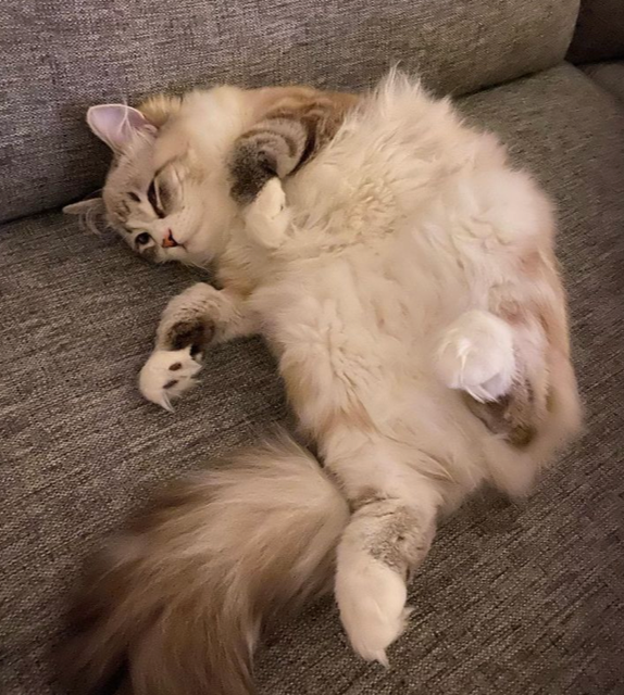 Sibirisk katt Darwin