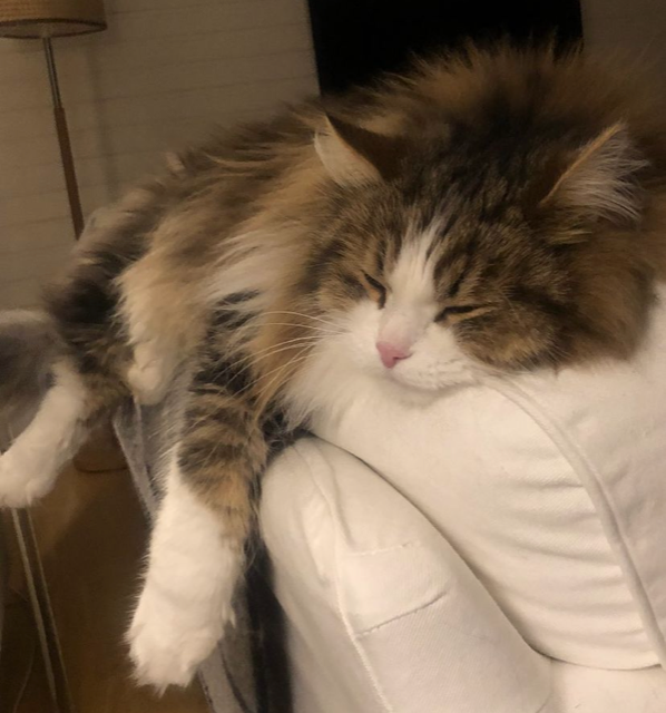 Sibirisk katt Elliot