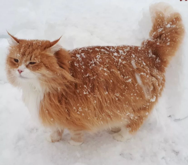 Sibirisk katt Ulysses