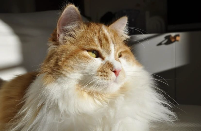 Sibirisk katt Antares