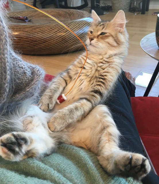 Sibirisk katt Yetta