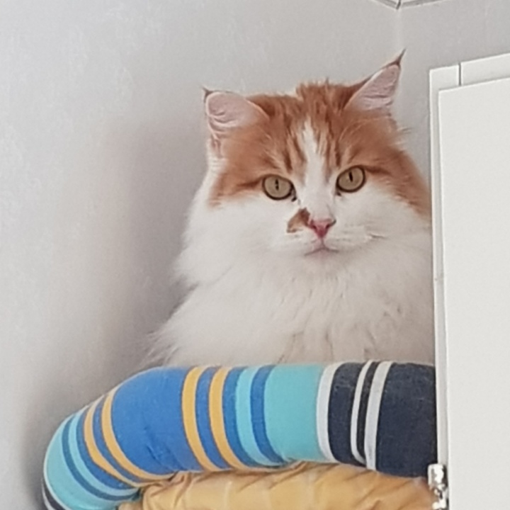 Sibirisk katt King