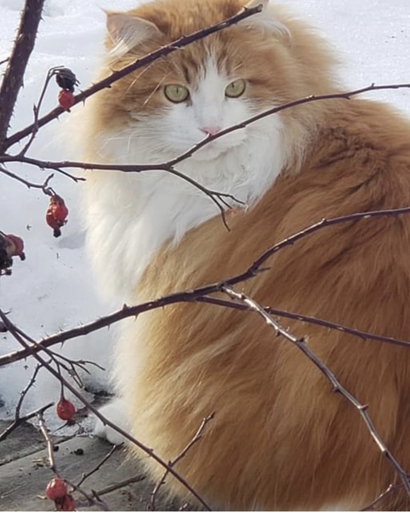 Sibirisk katt Rost