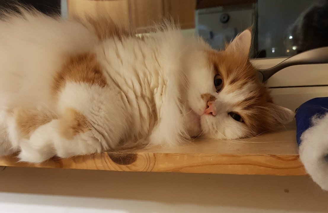 Sibirisk katt King