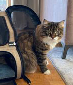 Sibirisk katt Zwicky