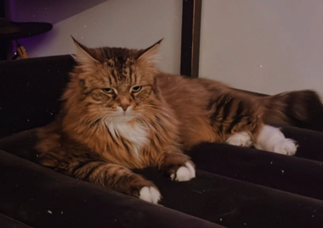 Sibirisk katt Lucifer